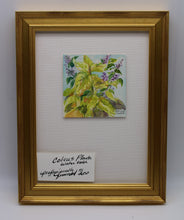 Load image into Gallery viewer, Coleus Plants Watercolor Painting